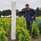 Chamaecyparis lawsoniana 'Ivonne' 100-125 cm langere levertijd 